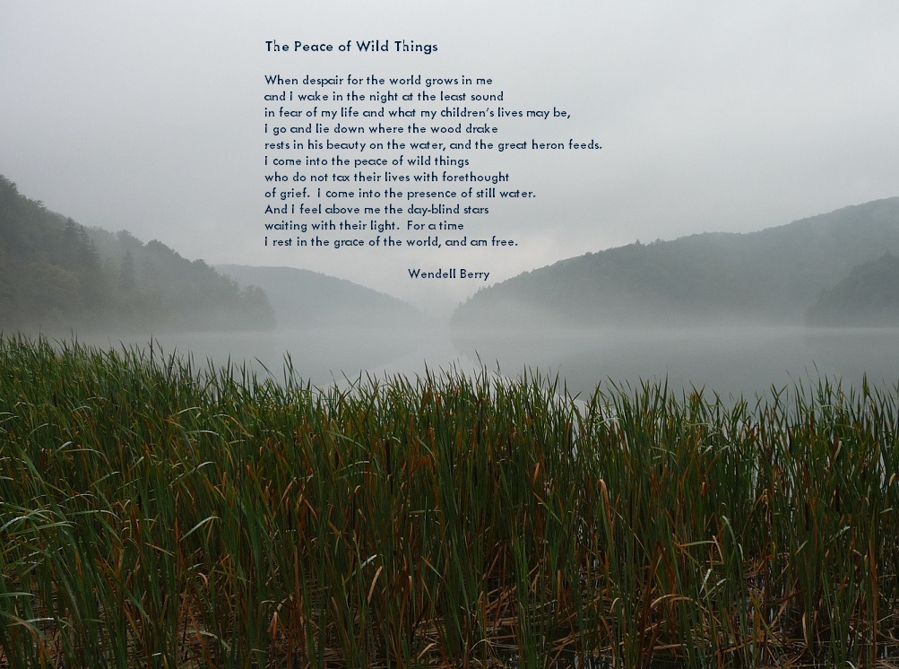 The Peace of Wild Things Image