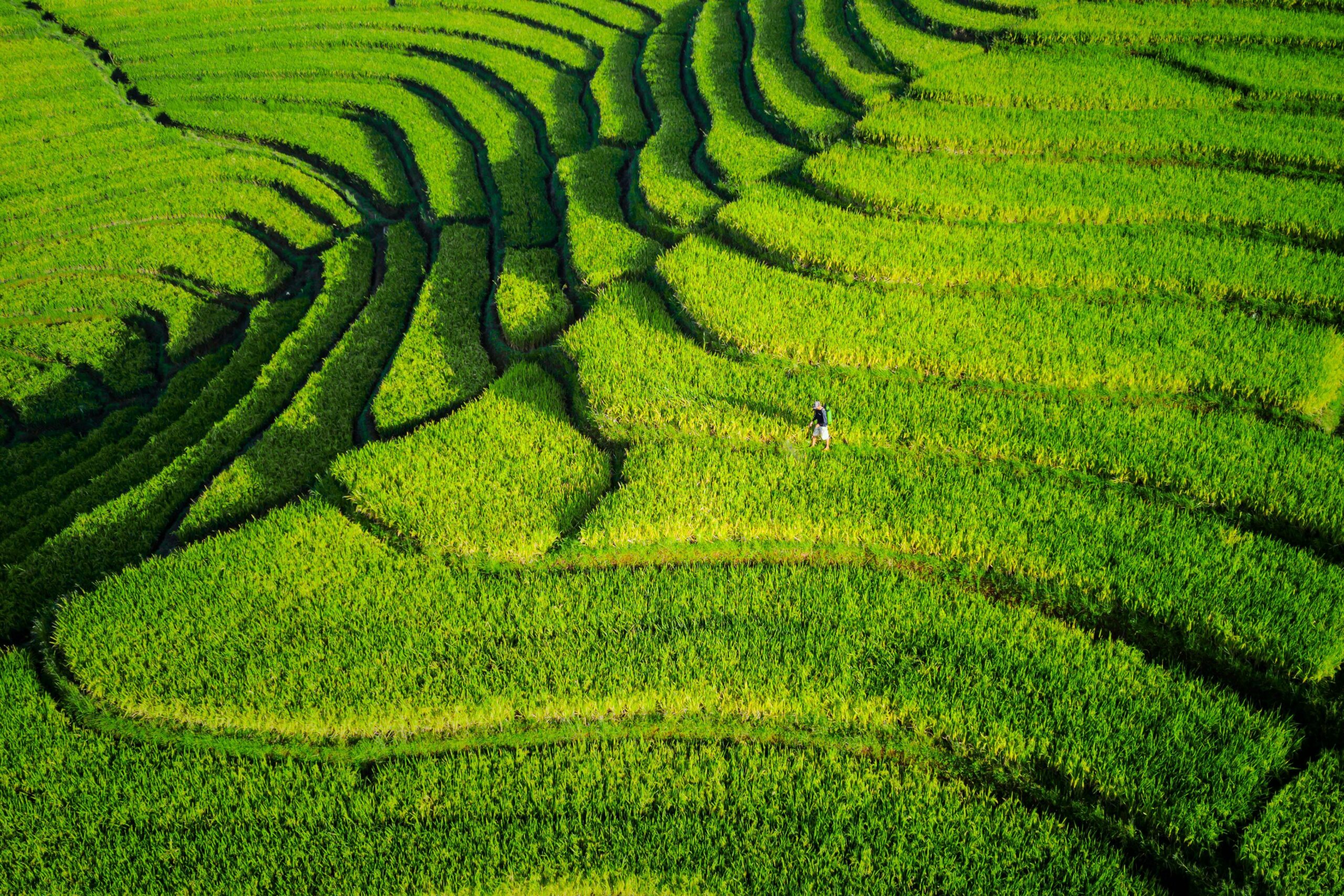 Xiaoman (小满): The Lesser Fullness of Grain
